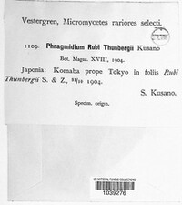 Phragmidium bulbosum image
